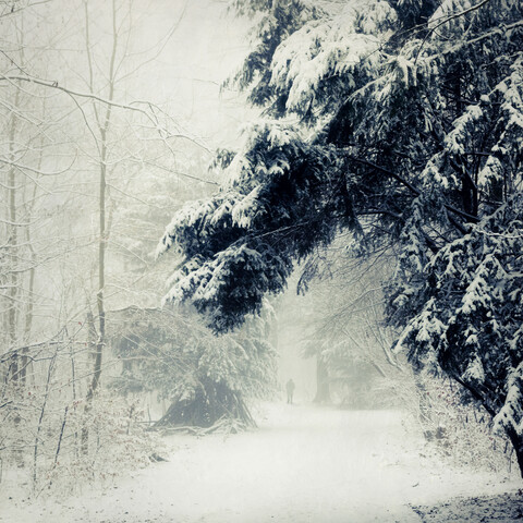 Wald im Winter bei Wuppertal, Mann auf Waldweg, lizenzfreies Stockfoto