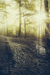Wald, Waldweg nach Regen gegen Sonnenlicht - DWIF00972