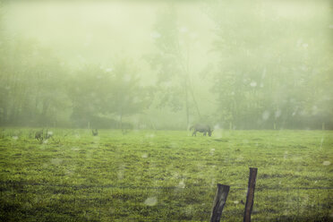 Pony auf der Weide im Herbst - DWIF00973
