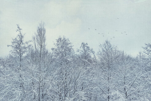 Forest in winter near Wuppertal, flying birds - DWIF00974