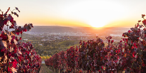 Deutschland, Baden-Württemberg, Stuttgart Untertürkheim, Weinberge im Herbst bei Sonnenuntergang, lizenzfreies Stockfoto