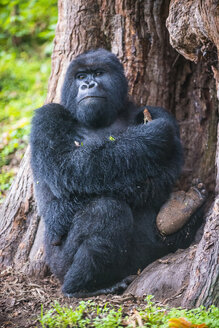 Rwanda, Virunga National Park, portrait of mountain gorilla leaning against tree trunk - RUNF00437