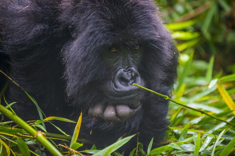 Ruanda, Virunga-Nationalpark, Porträt eines Berggorillas, lizenzfreies Stockfoto