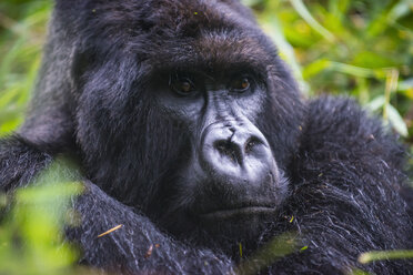 Ruanda, Virunga-Nationalpark, Porträt eines Berggorillas - RUNF00442