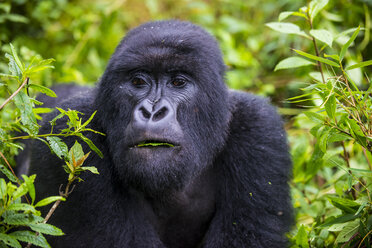 Ruanda, Virunga-Nationalpark, Porträt eines Berggorillas, der Blätter frisst - RUNF00443