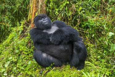 Ruanda, Virunga-Nationalpark, Porträt eines entspannten Berggorillas - RUNF00444