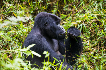 Ruanda, Virunga-Nationalpark, Berggorilla frisst Pflanzen - RUNF00445