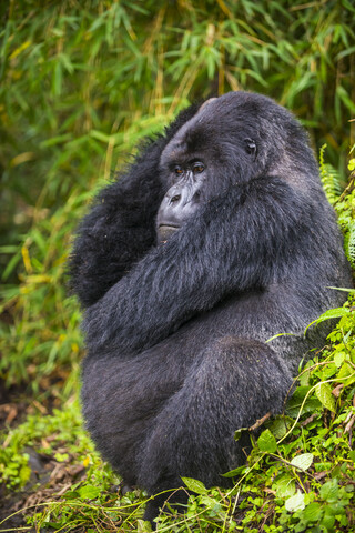 Ruanda, Virunga-Nationalpark, Berggorilla, lizenzfreies Stockfoto