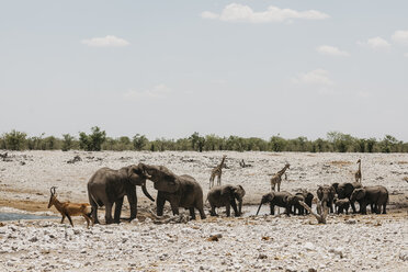 Namibia, Etosha-Nationalpark, Elefanten, Springböcke und Giraffen an einem Wasserloch - LHPF00198