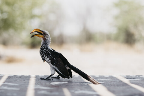 Namibia, Etosha-Nationalpark, Südlicher Gelbschnabel-Hornvogel, lizenzfreies Stockfoto