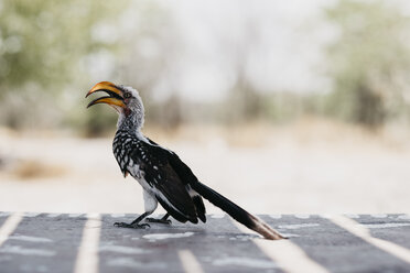 Namibia, Etosha-Nationalpark, Südlicher Gelbschnabel-Hornvogel - LHPF00199