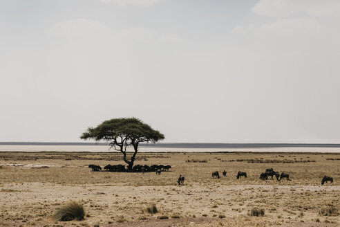 Namibia, Etosha-Nationalpark, Gnus unter einem Baum - LHPF00200