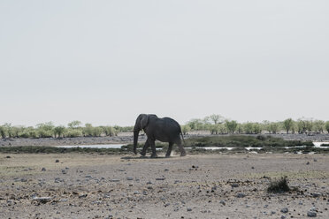 Namibia, Etosha-Nationalpark, Afrikanischer Elefant an einer Wasserstelle - LHPF00215