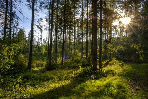 Germany, Bavaria, Lower Bavaria, Frauenau, Bavarian Forest against the sun - LBF02295