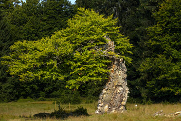 Deutschland, Bayern, Niederbayern, Schachten bei Frauenau, Bayerischer Wald, Hochschachten, knorriger Baum - LBF02297