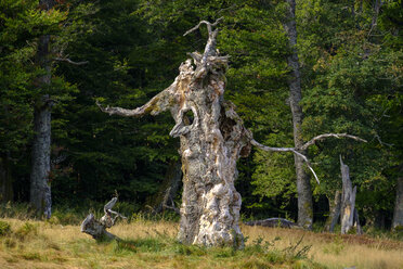 Deutschland, Bayern, Niederbayern, Schachten bei Frauenau, Bayerischer Wald, Hochschachten, knorriger Baum - LBF02298