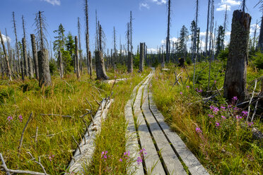 Germany, Bavaria, Lower Bavaria, Schachten near Frauenau, Bavarian Forest, experience path Hochschachten - LBF02299