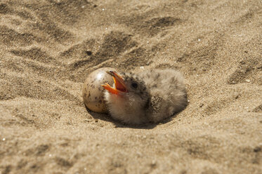Bird hatchling in sand in Mamiraua Ecological Reserve, Amazon Region, Brazil - AURF07893