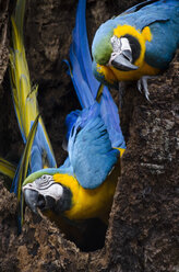 Blau-gelbe Aras (Ara ararauna), Parque das Aves, Foz do Iguacu, Bundesstaat Parana, Brasilien - AURF07895
