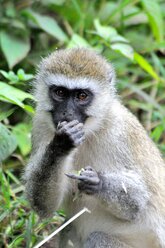 Grüne Meerkatze (Chlorocebus pygerythrus) beim Fressen - AURF07896