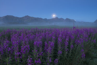 Violettes Blumenfeld bei nebligem Wetter in der Dämmerung, Gimsoy, Lofoten, Norwegen - AURF07935