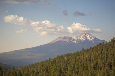 Forest and mountain peak, Shasta, California, USA - AURF07959