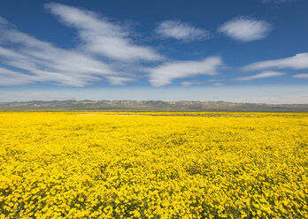 Feld mit gelben Wildblumen, Carrizo Plain National Monument, Kalifornien, USA - AURF07971