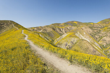 Fußweg auf einem Hügel zwischen gelben Wildblumen, Carrizo Plain National Monument, Kalifornien, USA - AURF07974