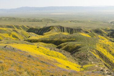 Yellow wildflowers on hills, Carrizo Plain National Monument, California, USA - AURF07975