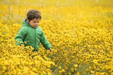 Junge in einem Feld mit gelben Wildblumen, Carrizo Plain National Monument, Kalifornien, USA - AURF07976