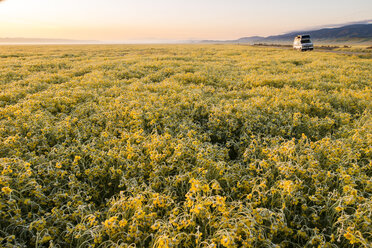 Field of yellow wildflowers, Carrizo Plain National Monument, California, USA - AURF07977