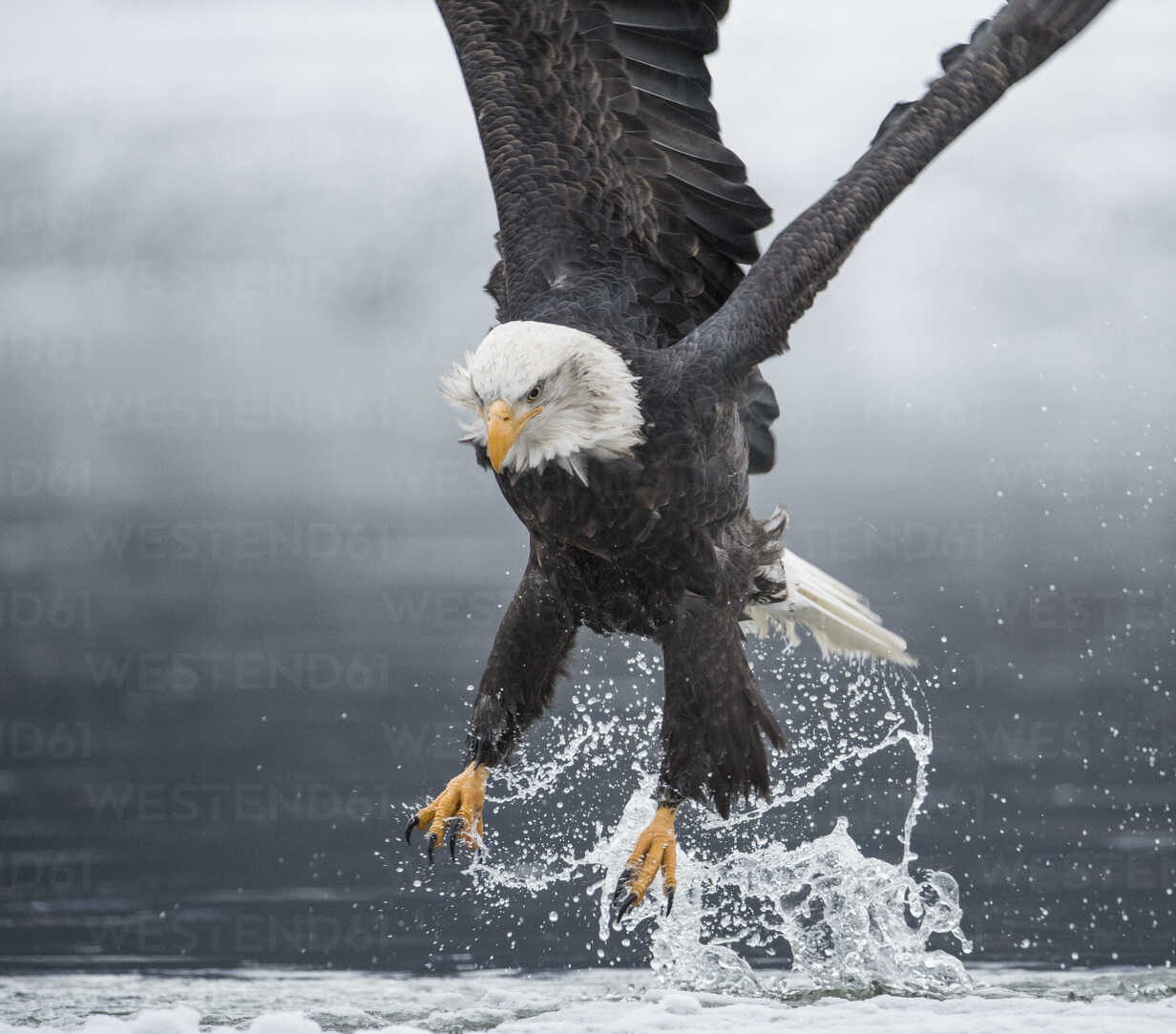 Bald eagle (Haliaeetus leucocephalus) catching fish stock photo