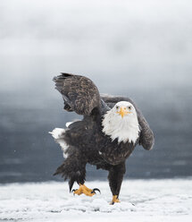 Weißkopfseeadler (Haliaeetus leucocephalus) stehend im Schnee - AURF08047