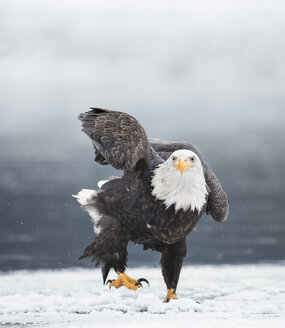 Bald eagle (Haliaeetus leucocephalus) standing in snow - AURF08047