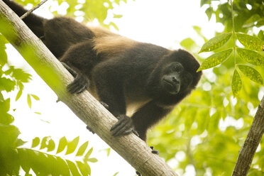 Brüllaffe, Azuero-Halbinsel, Provinz Los Santos, Panama - AURF08071