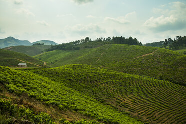 Afrika, Teeplantage in den Bergen im Süden Ugandas - RUNF00465