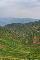 Afrika, Uganda, Terrassenfelder - RUNF00472