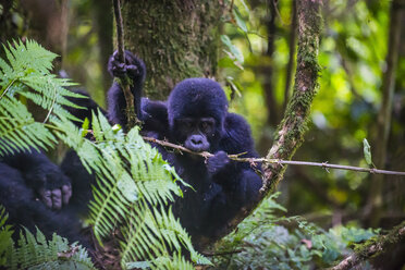 Afrika, Uganda, Berggorilla, Gorilla beringei beringei, im Bwindi Impenetrable National Park - RUNF00473