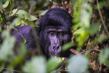 Afrika, Uganda, Berggorilla, Gorilla beringei beringei, im Bwindi Impenetrable National Park - RUNF00474