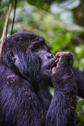 Afrika, Uganda, Berggorilla, Gorilla beringei beringei, im Bwindi Impenetrable National Park - RUNF00475