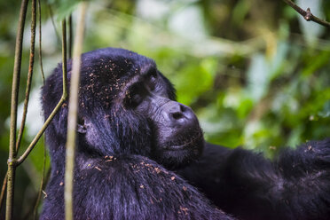 Afrika, Uganda, Berggorilla, Gorilla beringei beringei, mit geschlossenen Augen im Bwindi Impenetrable National Park - RUNF00476