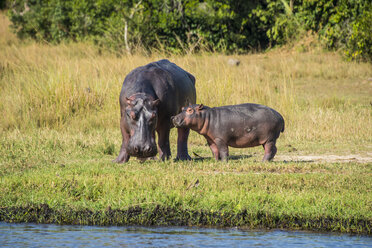 Afrika, Uganda, Flusspferd, Hippopotamus amphibius, Mutter mit Baby, Murchison Falls National Park - RUNF00491