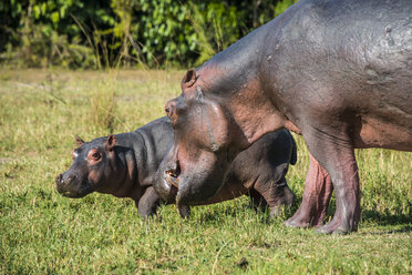Afrika, Uganda, Flusspferd, Hippopotamus amphibius, Mutter mit Baby, Murchison Falls National Park - RUNF00492