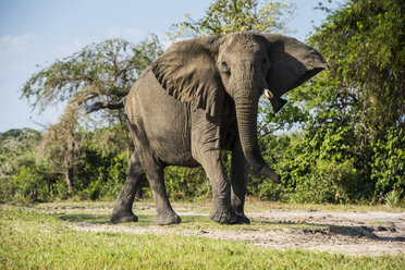 Afrika, Uganda, Afrikanischer Elefant, Loxodonta africana, Murchison Falls National Park - RUNF00494