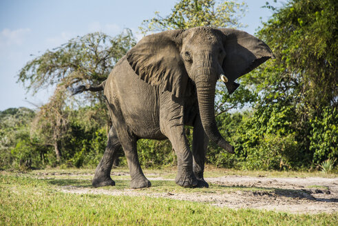 Afrika, Uganda, Afrikanischer Elefant, Loxodonta africana, Murchison Falls National Park - RUNF00494