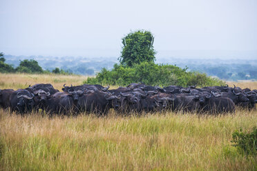 Afrika, Uganda, Kaffernbüffel, Syncerus caffer, Queen Elizabeth National Park - RUNF00495