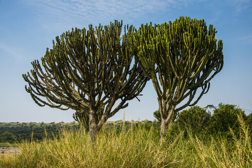 Africa, Uganda, Cactus tree at a crater lake in the Queen Elizabeth National Park - RUNF00498