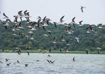 Africa, Uganda, Huge flocks of birds, Queen Elizabeth National Park - RUNF00500