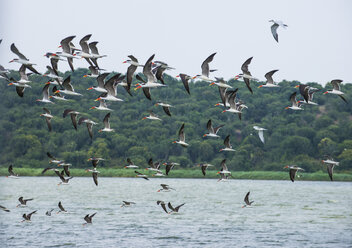 Afrika, Uganda, Riesige Vogelschwärme, Queen Elizabeth National Park - RUNF00500