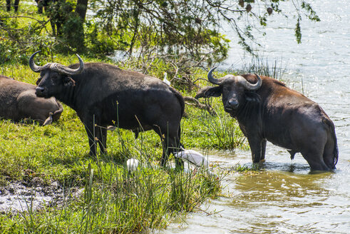 Afrika, Uganda, Kaffernbüffel, Syncerus caffer, Queen Elizabeth National Park - RUNF00502